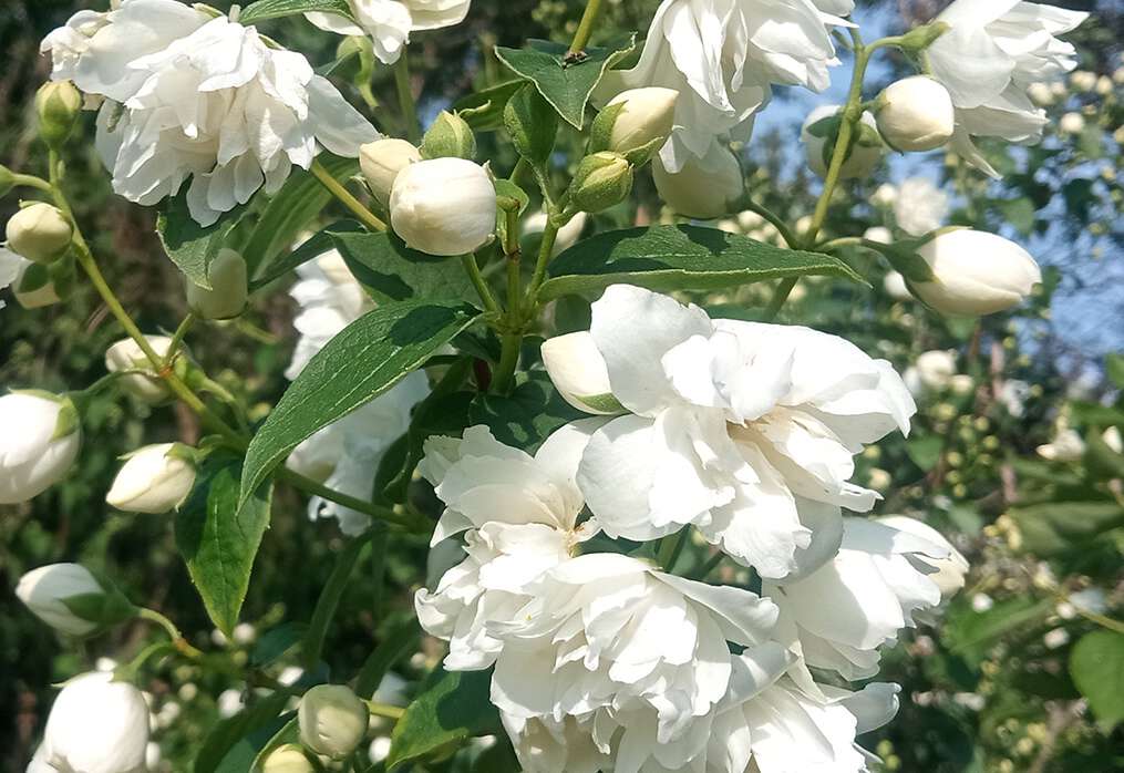 Pustoryl ´Bouquet Blanc´