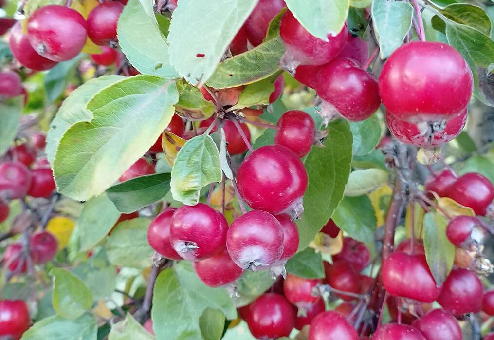 Jabloň ‚Everest‘